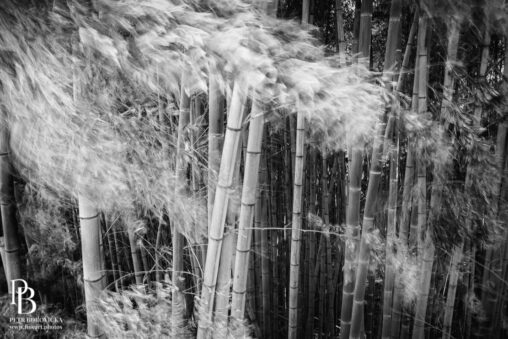 High contrast black and white abstract view of vertical bamboo trees in Japan, emphasizing stark geometric lines and natural texture.