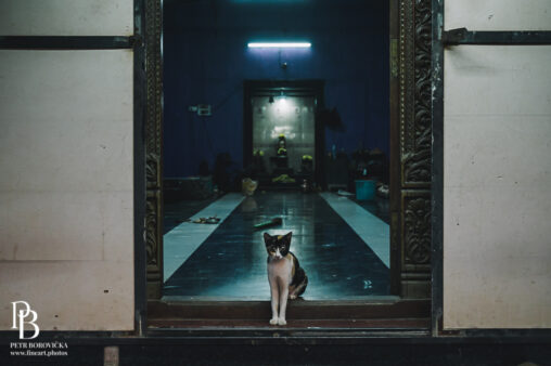 A solitary street cat guarding the textured, ancient door of an Indian temple, framed with a clean, minimalist composition.