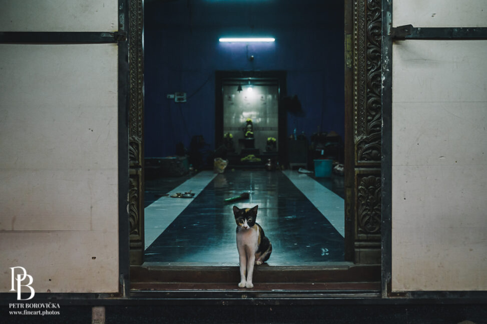 A solitary street cat guarding the textured, ancient door of an Indian temple, framed with a clean, minimalist composition.