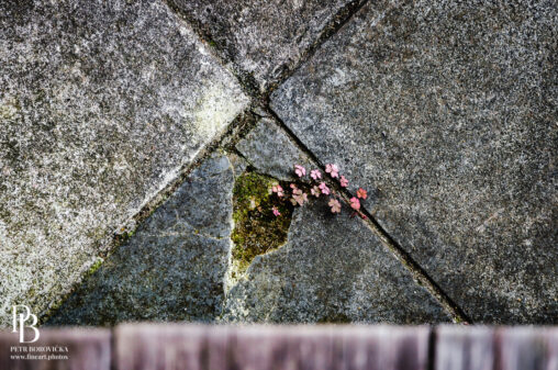 Top-down minimalist view at Ninna-ji Temple, showing weathered wooden floorboards meeting outside stone tiles, with a delicate plant growing from a single cracked stone.