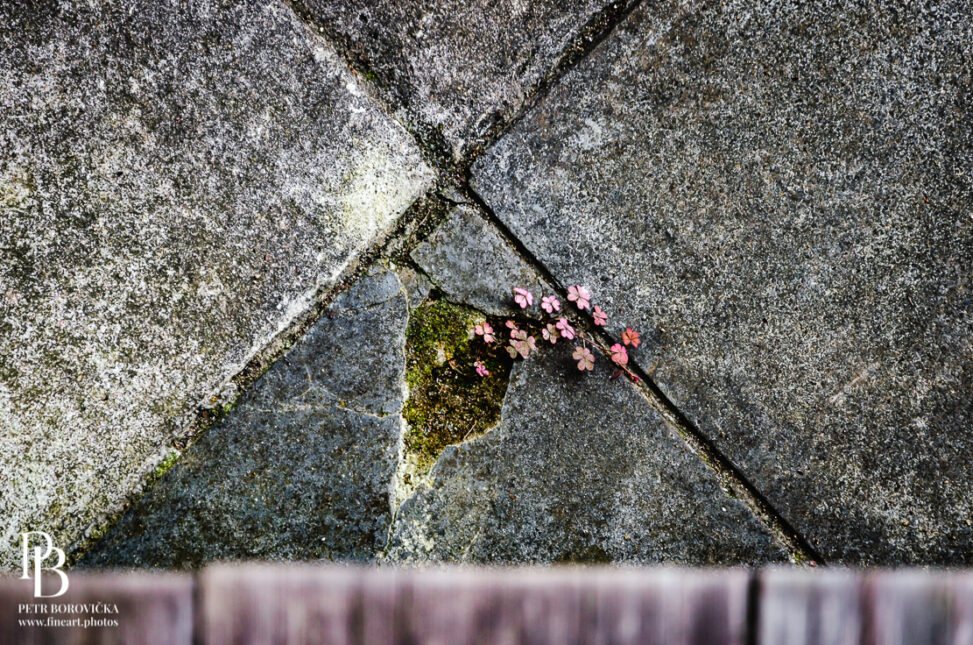 Top-down minimalist view at Ninna-ji Temple, showing weathered wooden floorboards meeting outside stone tiles, with a delicate plant growing from a single cracked stone.