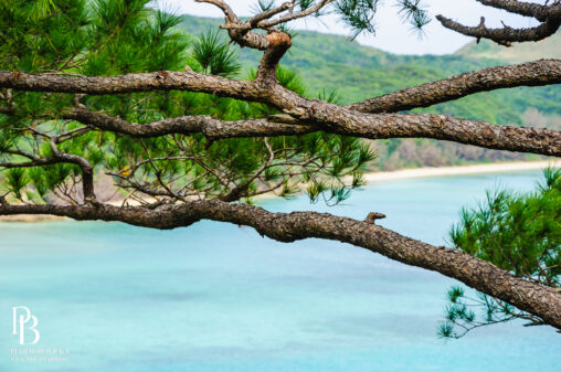 Textured branches of a pine tree standing along the serene seashore of Okinawa, framed with expansive negative space.