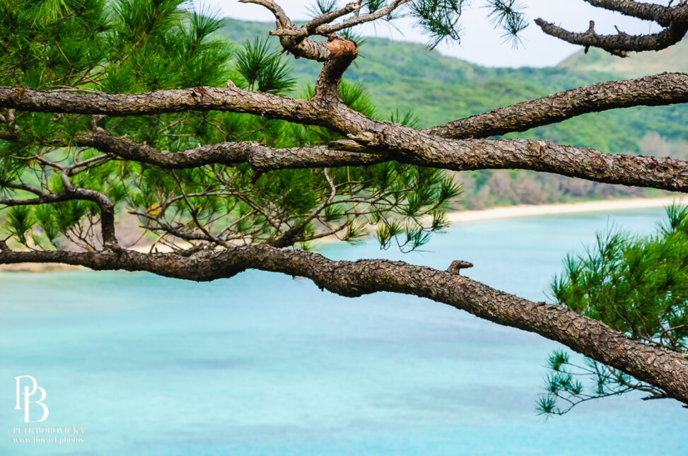 Textured branches of a pine tree standing along the serene seashore of Okinawa, framed with expansive negative space.